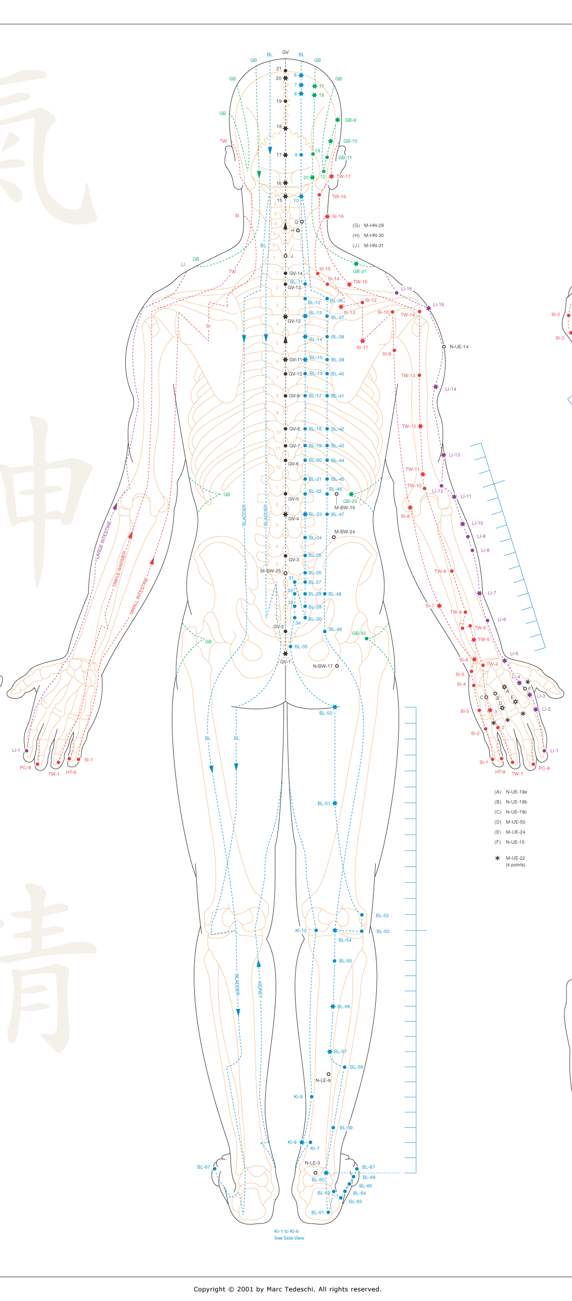 Enlarged view of Essential Acupoints Poster, an exceptionally high-quality, 27 by 40 inch poster illustrating the acupoints and meridians that are the foundation of Eastern medicine and the martial arts.